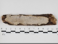 藏品(韌革菌屬)的圖片