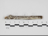 藏品(絲皮菌屬)的圖片