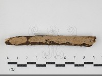 藏品(刺皮菌屬)的圖片