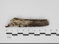 藏品(管齒菌屬)的圖片