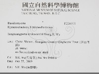 藏品(漆屬桑黃)的圖片