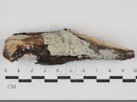 藏品(剛毛絲皮菌)的圖片