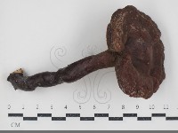 藏品(赤芝)的圖片