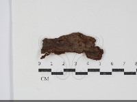 藏品(刺革菌屬)的圖片