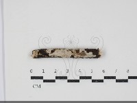 藏品(刺皮菌屬)的圖片