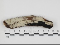 藏品(剛毛絲皮菌)的圖片