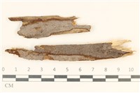 藏品(刺革菌屬)的圖片