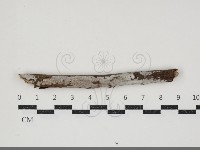 藏品(刺皮菌屬)的圖片