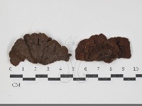 藏品(刺革菌屬)的圖片