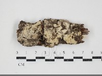 藏品(燈籠囊擬射脈菌)的圖片