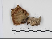 藏品(優雅波邊革菌)的圖片