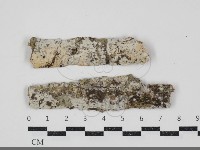 藏品(射脈菌屬)的圖片