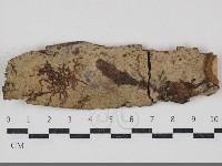 藏品(絲齒菌屬)的圖片