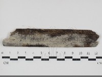 藏品(剛毛絲皮菌)的圖片