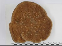 藏品(東方栓菌)的圖片