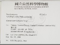 藏品(優雅波邊革菌)的圖片