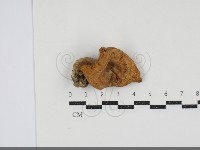 藏品(乳菇屬)的圖片