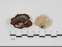 藏品(相鄰小孔菌)的圖片