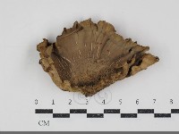 藏品(韌革菌屬)的圖片