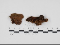 藏品(纖孔菌屬)的圖片