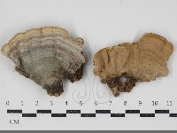 藏品(蠔韌革菌)的圖片