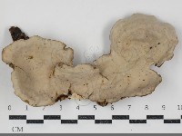 藏品(蠔韌革菌)的圖片