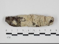 藏品(剛毛絲皮菌)的圖片