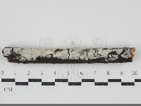 藏品(木齒菌屬)的圖片