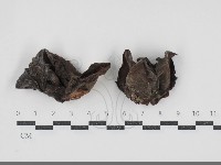 藏品(毛木耳)的圖片