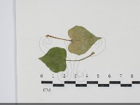 藏品(白粉病)的圖片