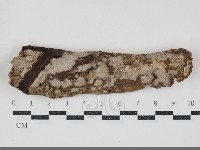 藏品(刺皮菌屬)的圖片