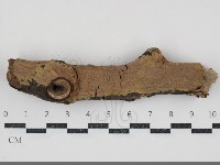 藏品(刺革菌屬)的圖片