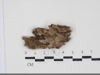 藏品(絲皮菌屬)的圖片