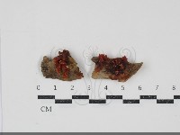 藏品(銀耳屬)的圖片