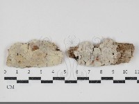 藏品(齒耳菌屬)的圖片