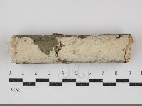 藏品(容氏菌屬)的圖片