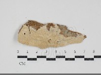 藏品(容氏菌屬)的圖片