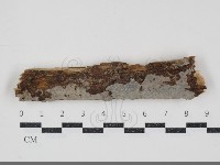 藏品(刺皮菌屬)的圖片