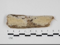 藏品(容氏菌屬)的圖片