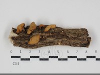 藏品(多孔菌屬)的圖片