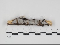 藏品(齒耳菌屬)的圖片