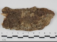 藏品(樹脂殼菌屬)的圖片