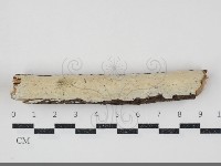 藏品(顯絲菌屬)的圖片