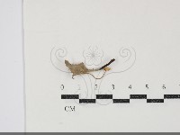 藏品(小菇屬)的圖片