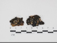 藏品(小菇屬)的圖片