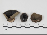 藏品(毛木耳)的圖片