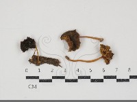 藏品(小皮傘屬)的圖片