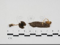 藏品(小皮傘屬)的圖片