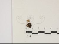 藏品(小菇屬)的圖片