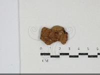 藏品(絨蓋牛肝菌屬)的圖片